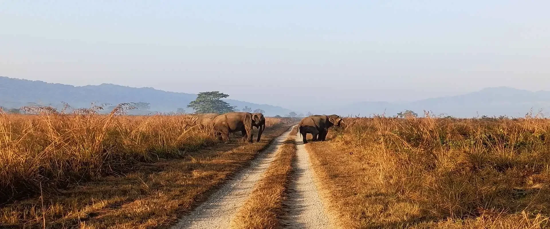 GRASS LAND WITH ELEPHENTS