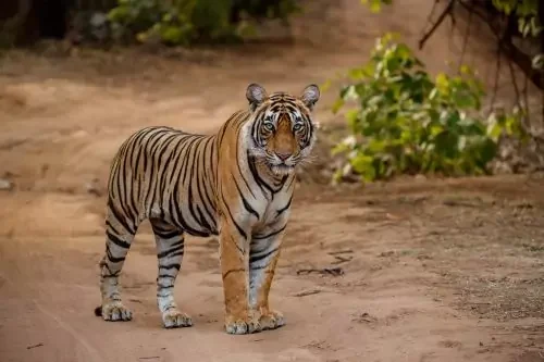 corbett tiger