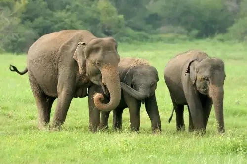 elephent family