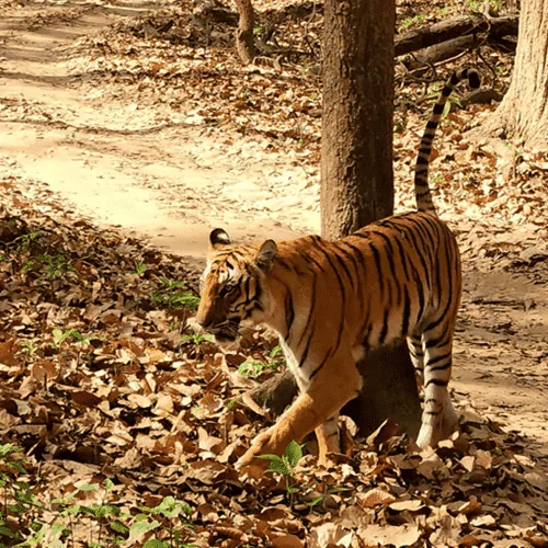 dhikala tiger