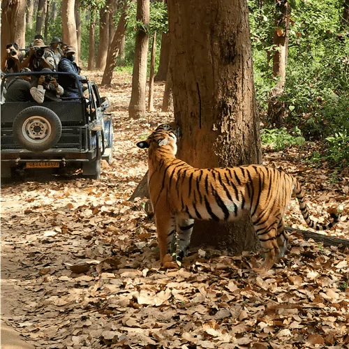 dhikala safari