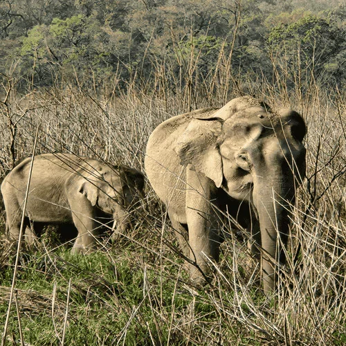 corbett elephent