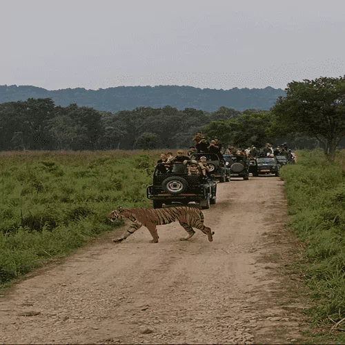 jeep safari corbett